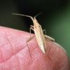 Stenodema laevigata
